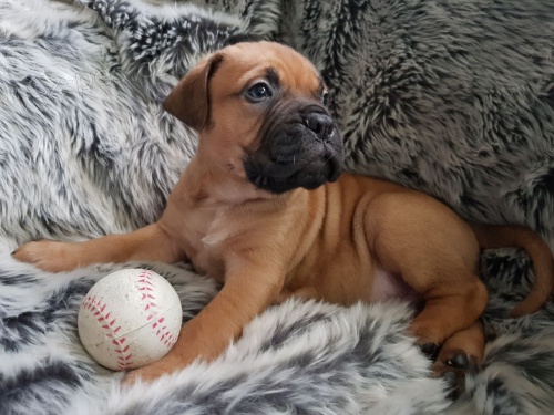 Anglick� mastiff �t��ata