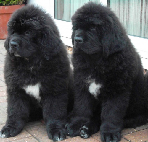 �t��ata Newfoundland