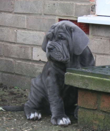 Ob�� �t��ata neapolsk�ho mastifa