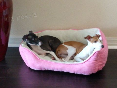 Greyhound �t��ata