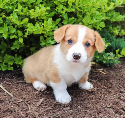 ��asn� �t���tka z Velk� Corgi (Pembroke)