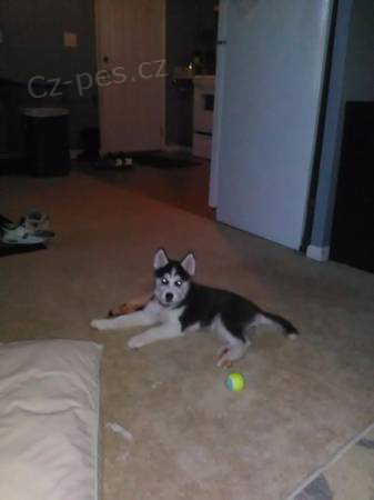 Sibi�sk� husky �t��ata