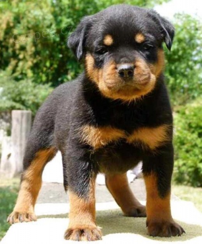 Rottweiler �t��ata na prodej.