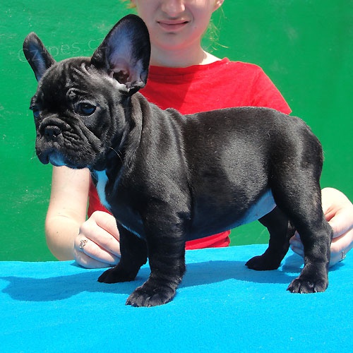 Francouzsk� buldo�ek �t��ata