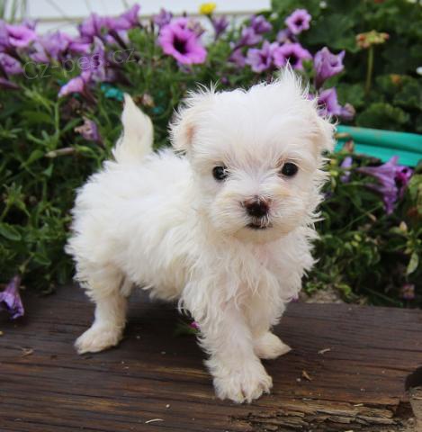 Dv� mal� �t���tka s mal�mi �keblemi pot�ebuj� novou rodinu