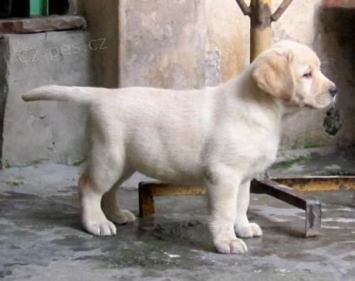 Labrador Retriever �t��ata