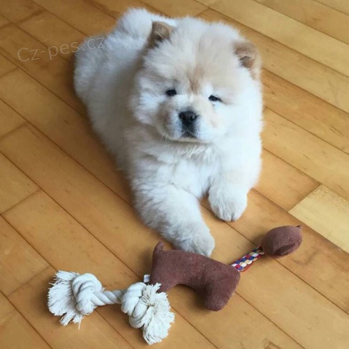 �t��ata Chow Chow