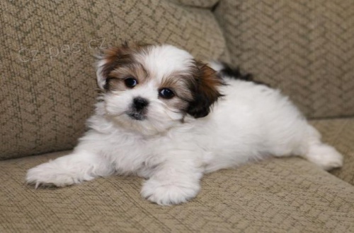�t��ata Shih Tzu