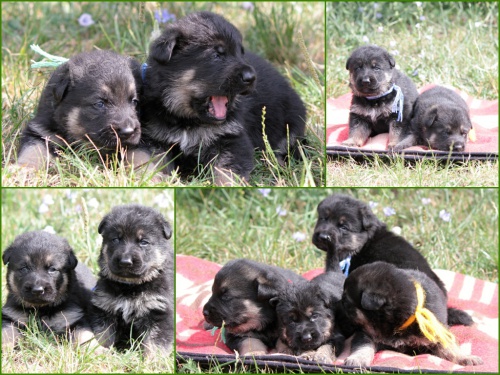 N�meck� ov��k �t��ata s PP