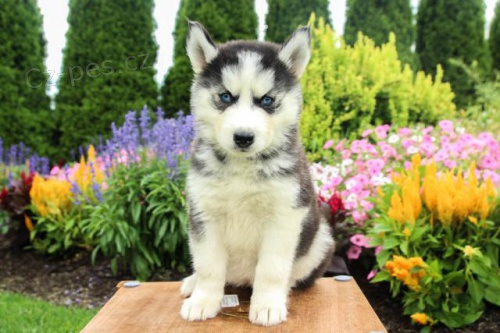 Kr�sn� sibi�sk� Husky �t��ataKr�sn� sibi�sk� Husky �t��ata