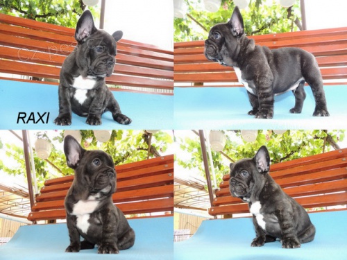 Francouzsk� buldo�ek s PP.