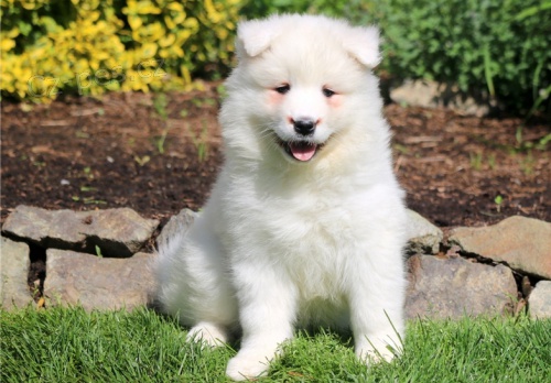 Velkolep� a sladk� Samoyed �t��ata p�ipraveni