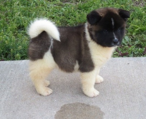 �t��ata Akita inu