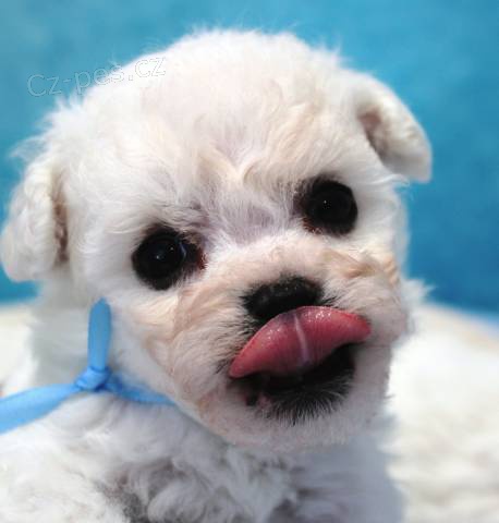 Bi�onek - Bichon Fris�