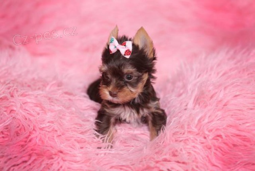 Luxusn� �t���tka jork��rk� s rodokmeny