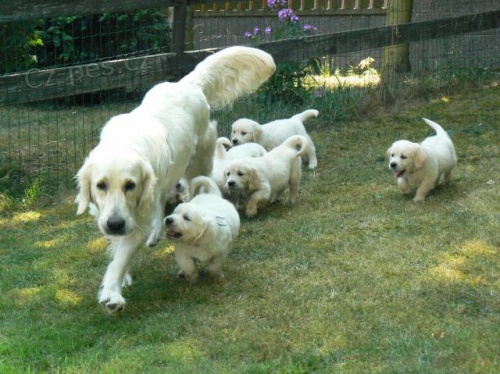 Golden retriever s PP - �t��ata /zlat� retr�vr/