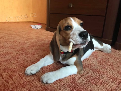 Prodej fenky b�gla s PP