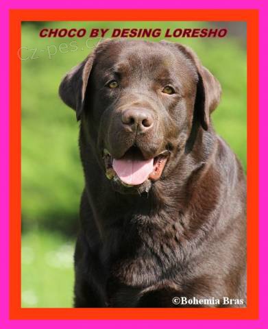 �okol�dov� labrador