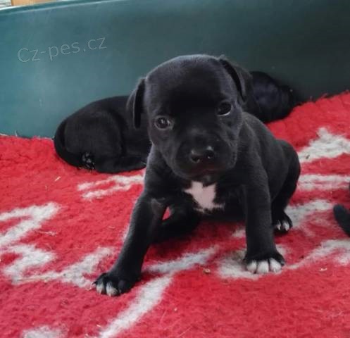 Nab�z�me �t��ata Staford��rsk�ch bullteri�r�