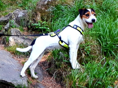 �t���tka Parson Russell Teri�ra