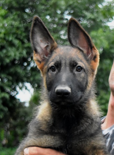 N�meck� ov��k s PP 