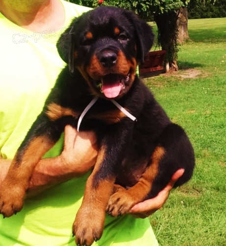 Rottweiler �t��ata na prodej.
