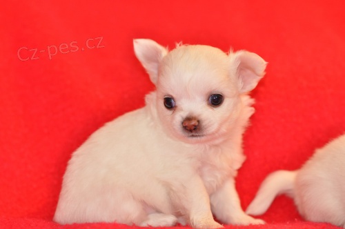 �ivava �t��ata