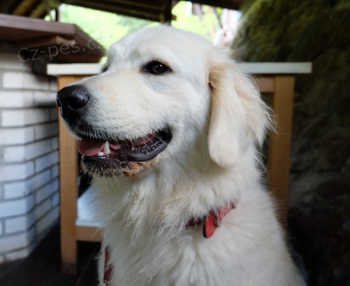 Slovensk� �uva� �t��ata s PP