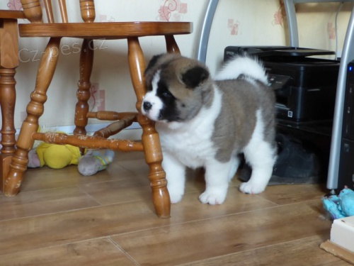 Dva Akita �te�a potrebuje nov� rodinu