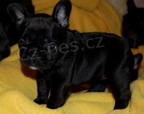 Franc�zsky buldo�ek s piatimi stup�ov.