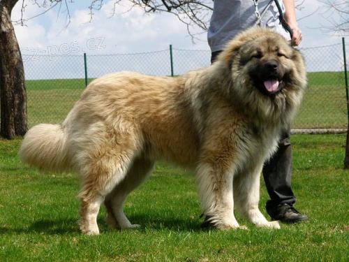 Kavkazsk� pasteveck� pes