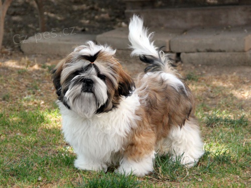 Shih-tzu, �i-tzu pejsek s PP