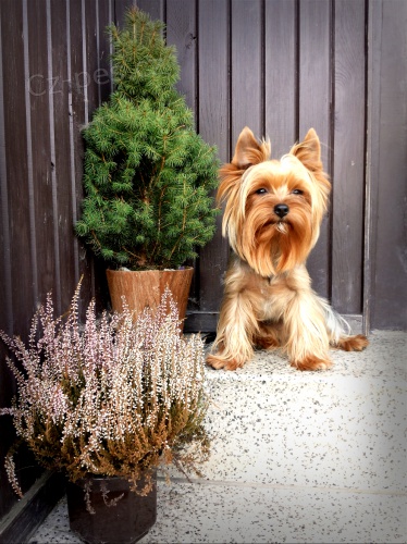 York��rsk� teri�r kryt� - �enich hled� nev�stu 