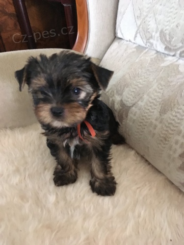 �t��ata York��rsk� terier