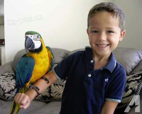 Prod�m Ara Ararauna papou�ci