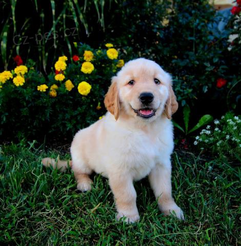 ��astn� zlat� retr�vrov� �t���tka