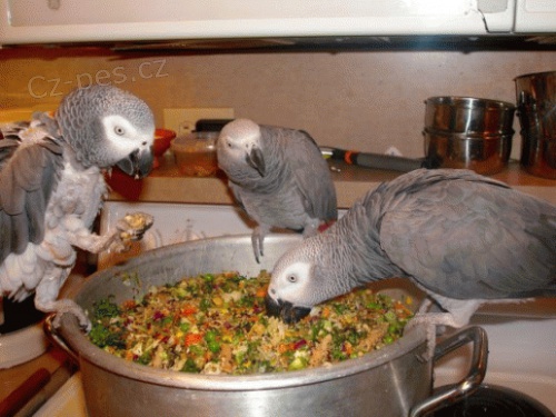 �ako  papou�ci prodej