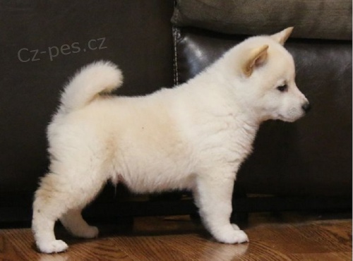 Shiba inu �t��ata s PP. 5000 kc
