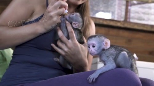 Dostupn� Kapuc�nsk� opice