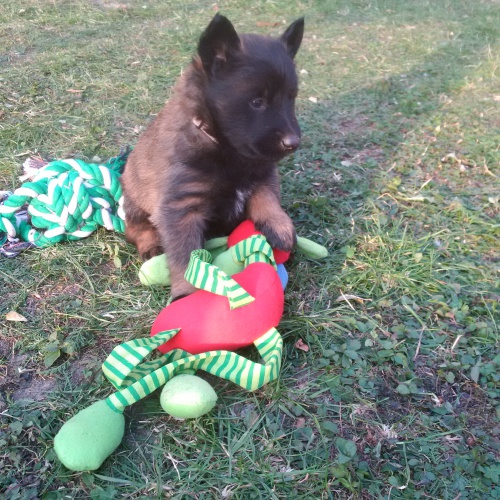 �t��ata belgick�ho ov��ka