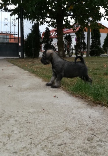 Kn�ra� st�edn� P+S