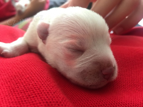 Kn�ra� mal� b�l�