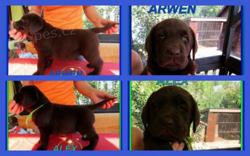 Labradorsk� retriever