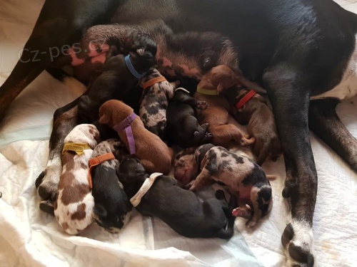 Louisi�nsk� Leopard� Pes s PP