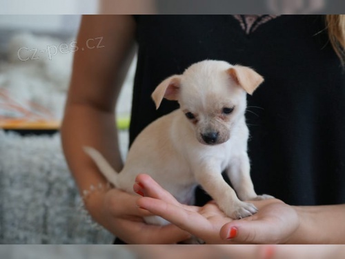 �ivava na prodej bez PP