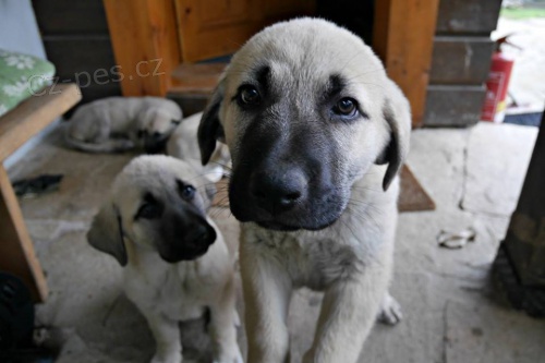 prod�m �t��ata Anatolsk�ho pasteveck�ho psa