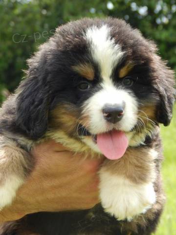 Bernsk� sala�n�cky pes