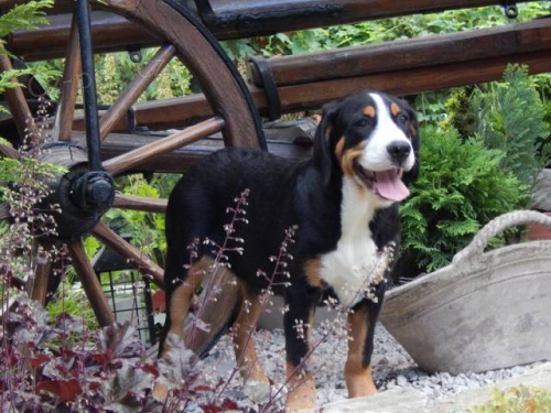 Ve�k� �vaj�iarsky sala�n�cky pes