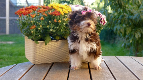 Jork��rsk� teri�r biro s PP fenka