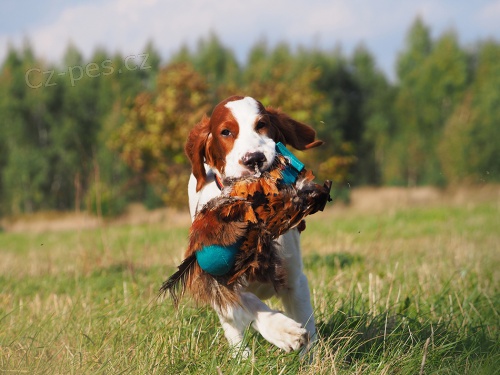 Irsk� �ervenob�l� setr �t��ata s PP